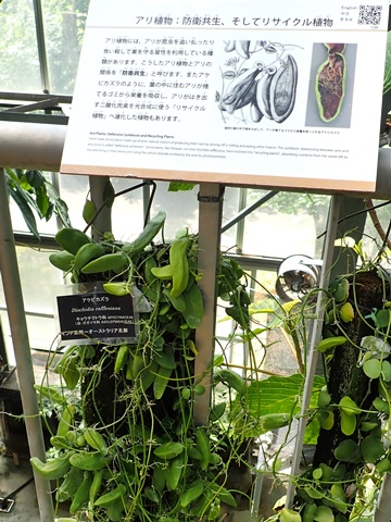 熱帯雨林温室