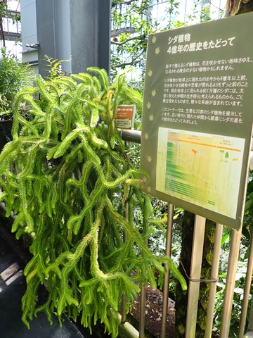 熱帯雨林温室