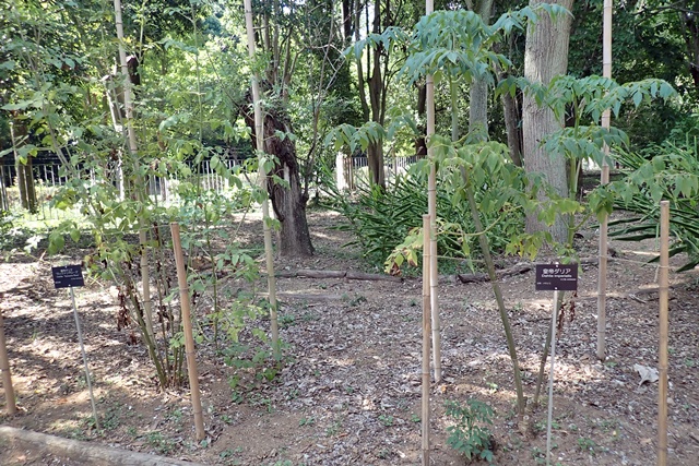 園内西側 皇帝ダリア