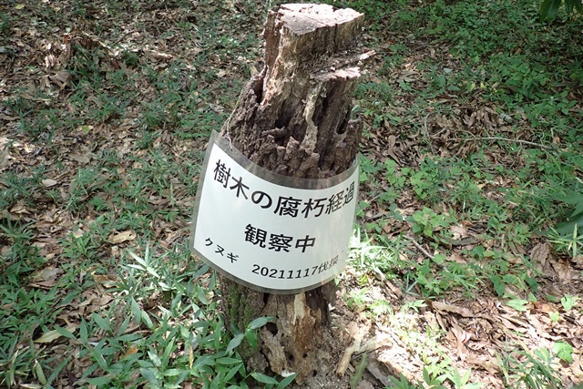腐朽経過観察中のクヌギ