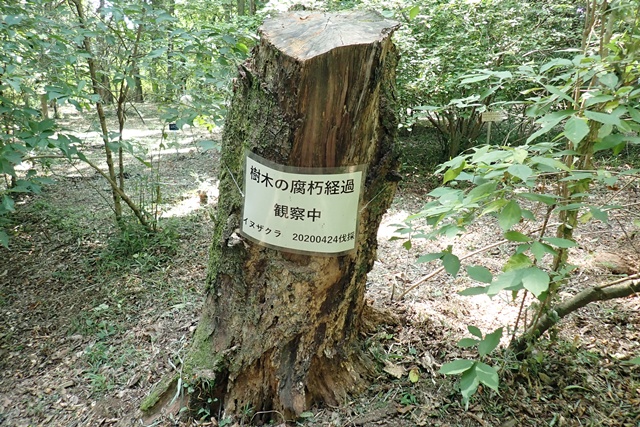 腐朽経過観察中のイヌザクラ