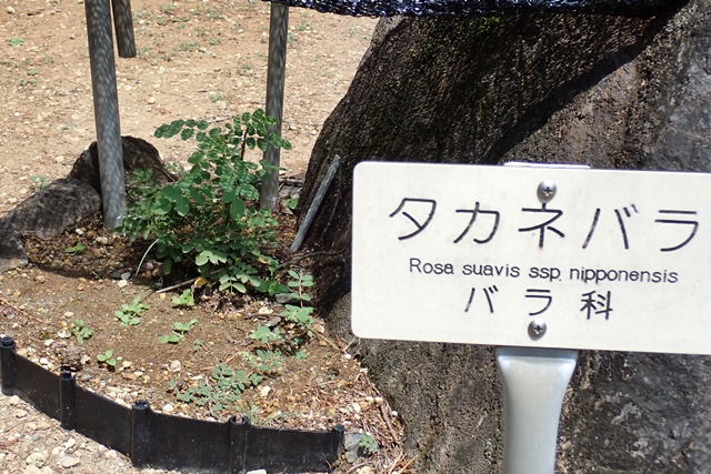 タカネバラ