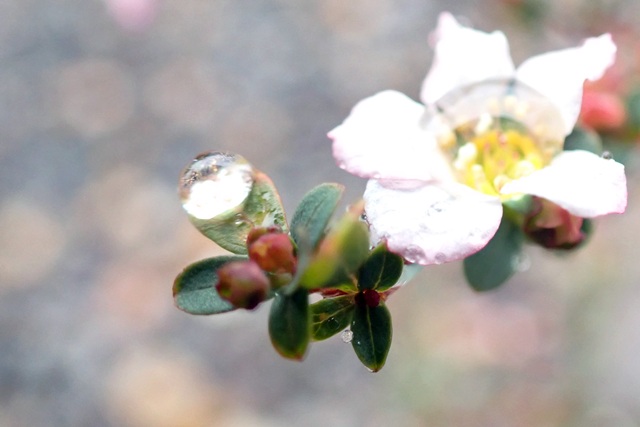 ゆきやなぎと雨