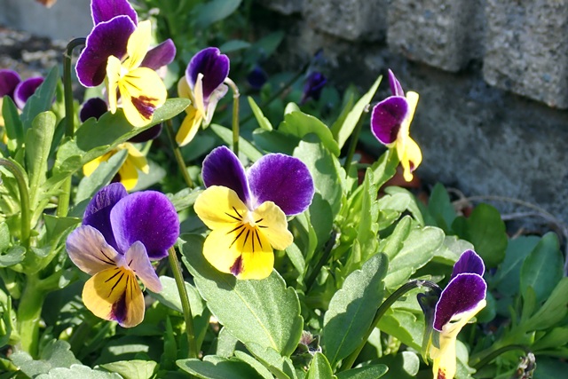 サンシキスミレ