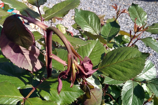 バラの新芽が萎える