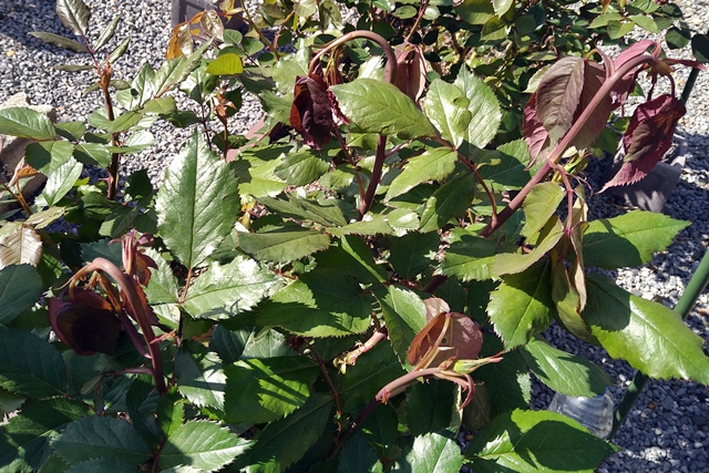 バラの新芽が萎える