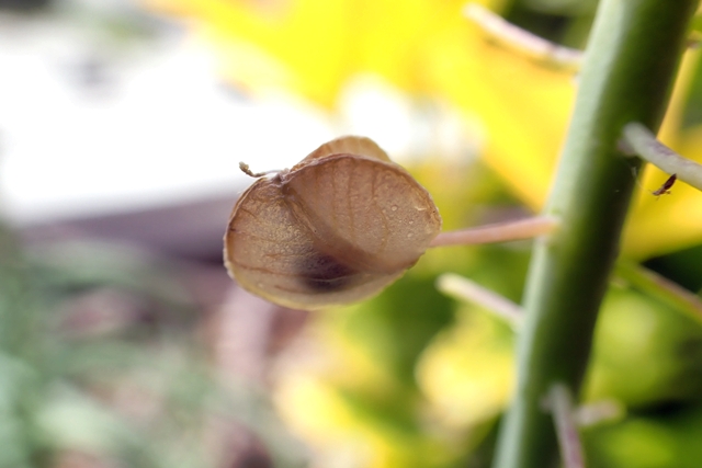 ムスカリの種