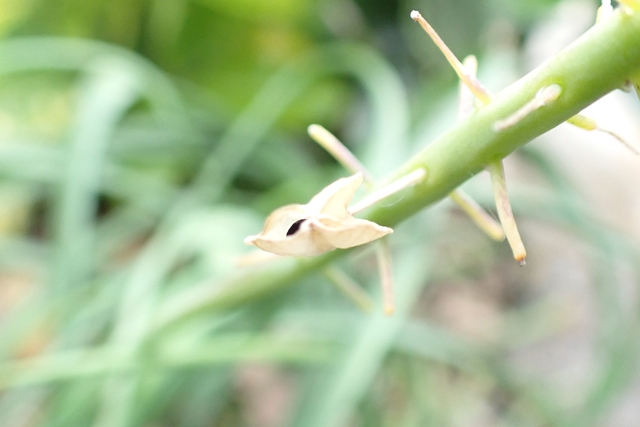 ムスカリの種